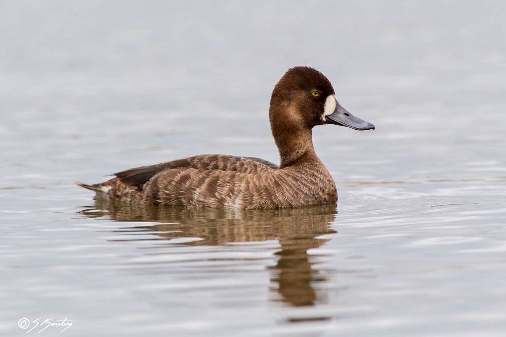 Lesser Scaup by skersting66 is licensed under CC BY-NC-ND 2.0.